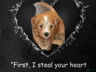 Mini Goldendoodle dogs Winslow 💙 Genetic Clear Parents - Ad 9