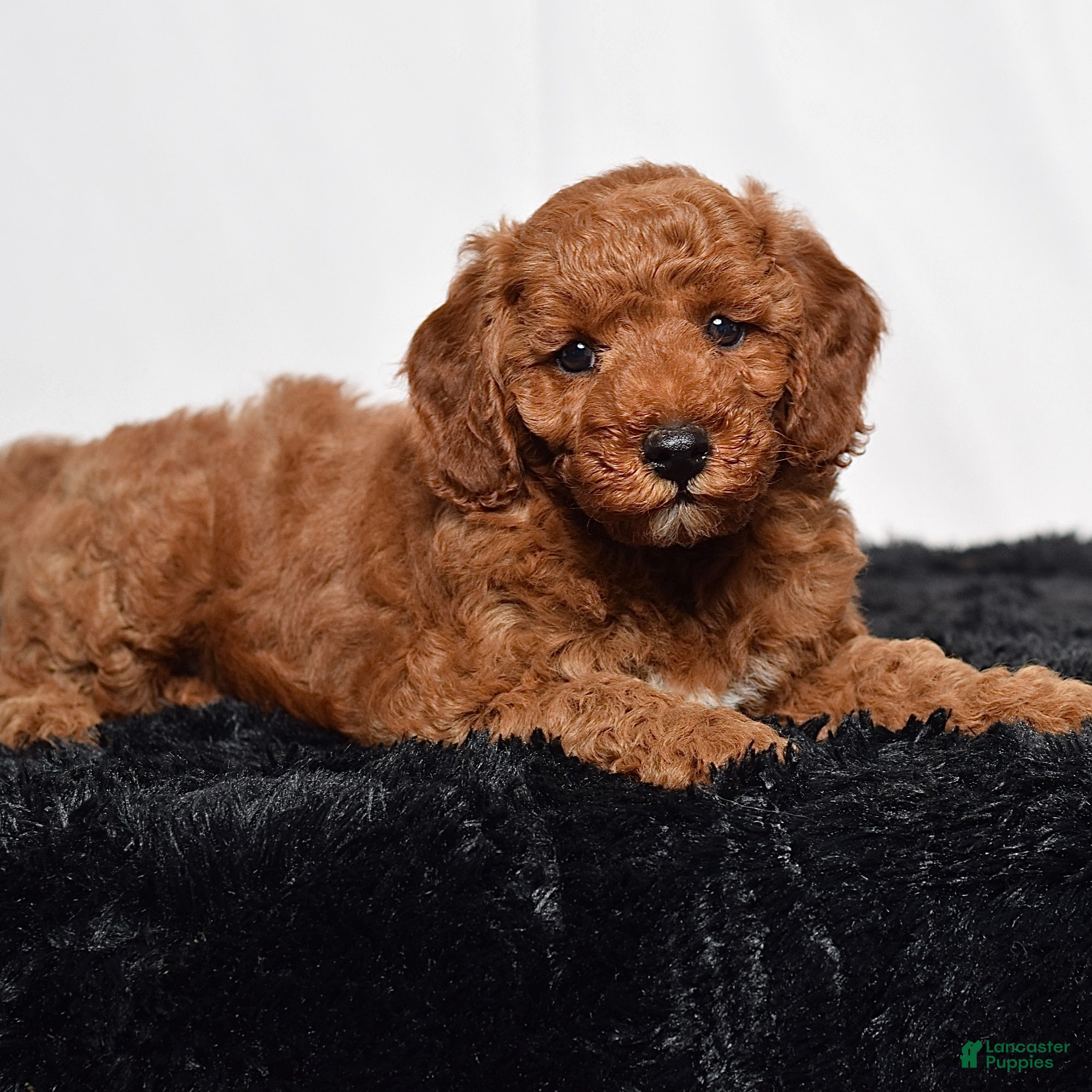 Mini Goldendoodle dogs Rio - Ad 2