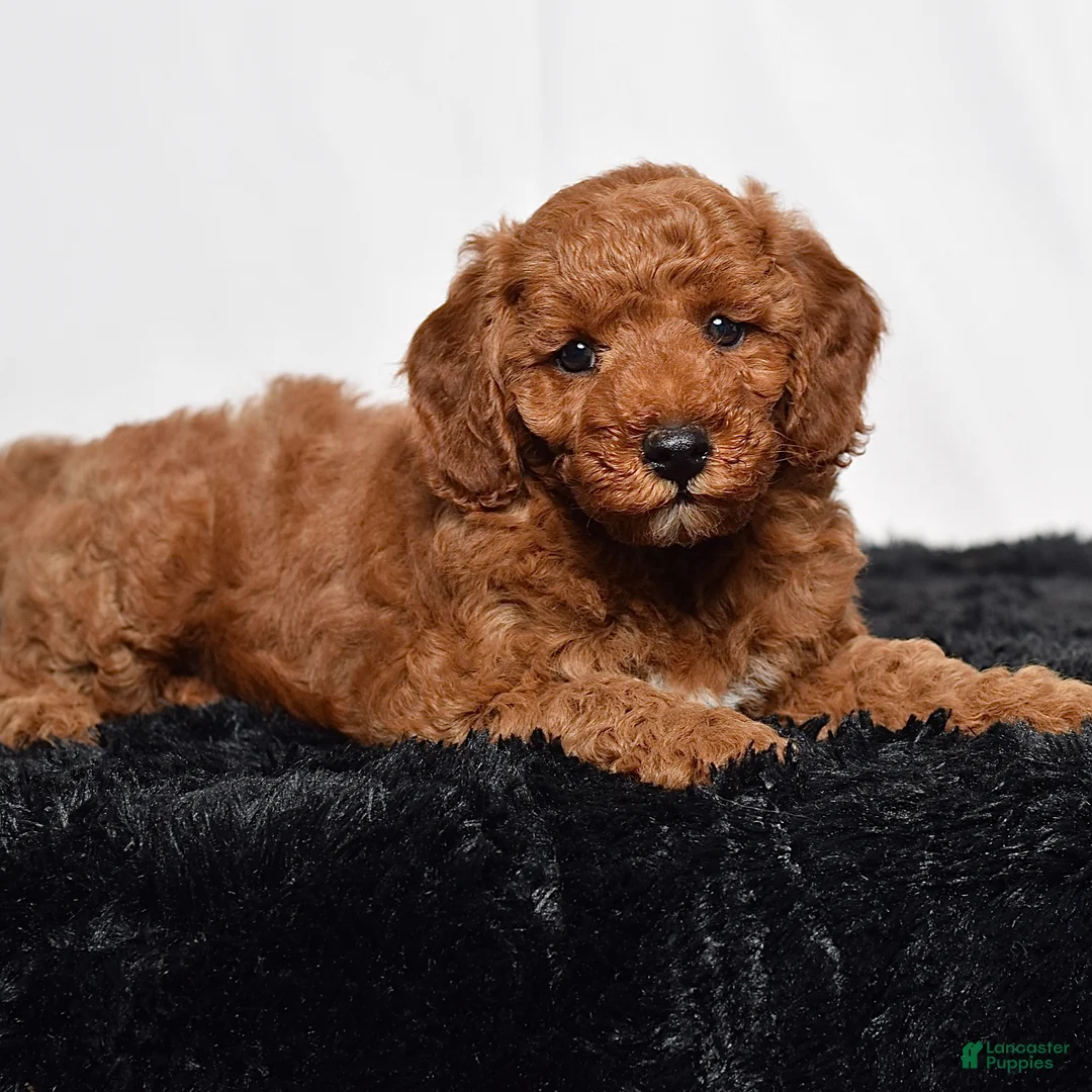 Mini Goldendoodle dogs for sale: Rio - Ad 2
