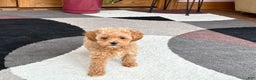 Maltipoo dogs for sale: Maltipoo Puppy 2 female - Ad 3