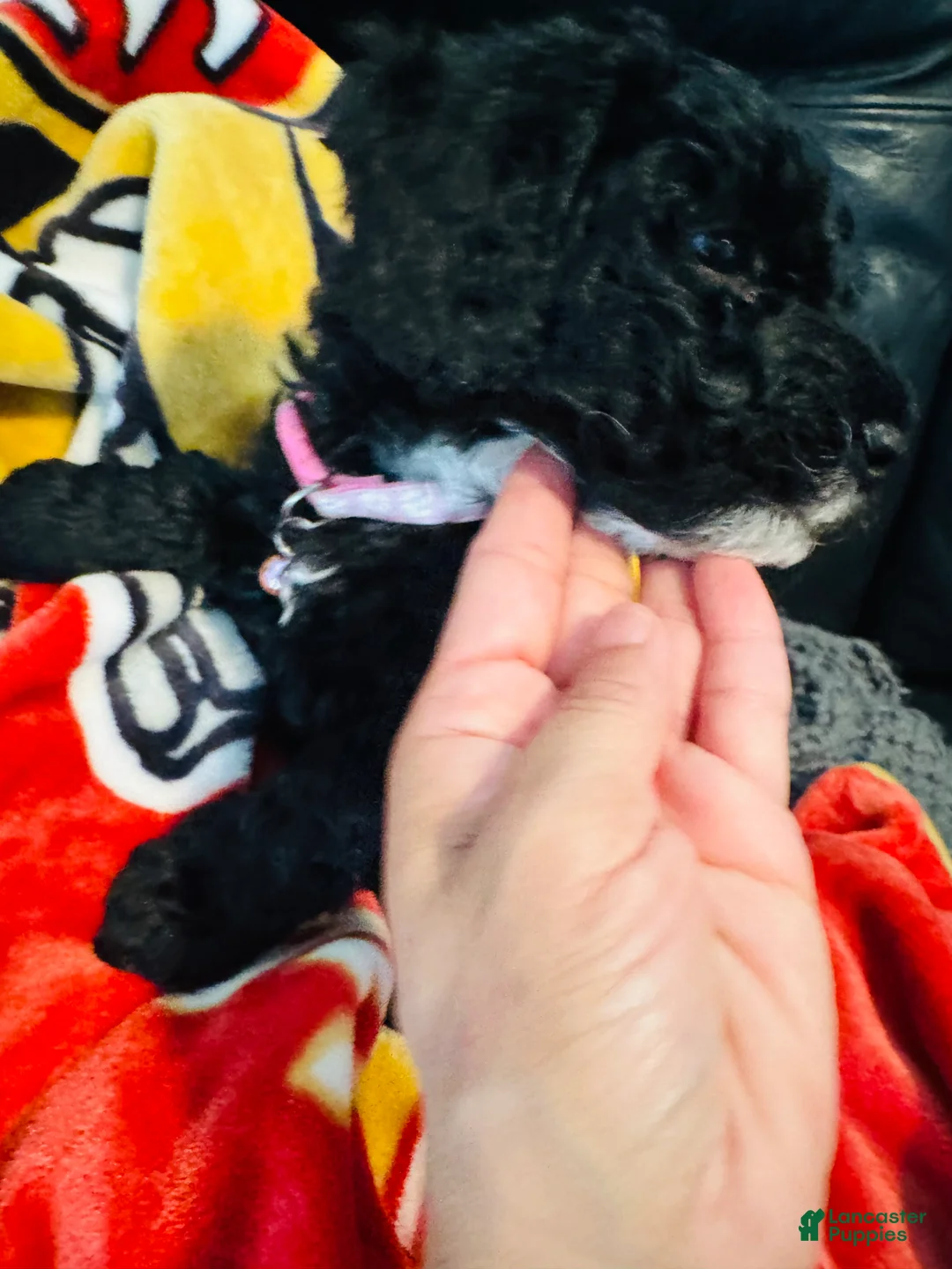 Mini Goldendoodle dogs for sale: Dolly (pinky) - Ad 2