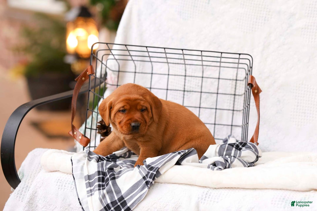 Labrador Retriever dogs for sale: Nicolle - Ad 3