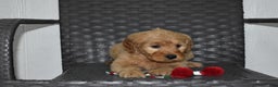 Goldendoodle dogs for sale: Piper - Ad 4