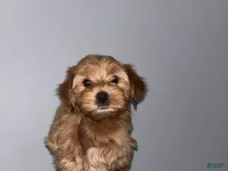 Yorkshire Terrier dogs for sale: Yorkshire Terrier Puppy 5 - Ad 1