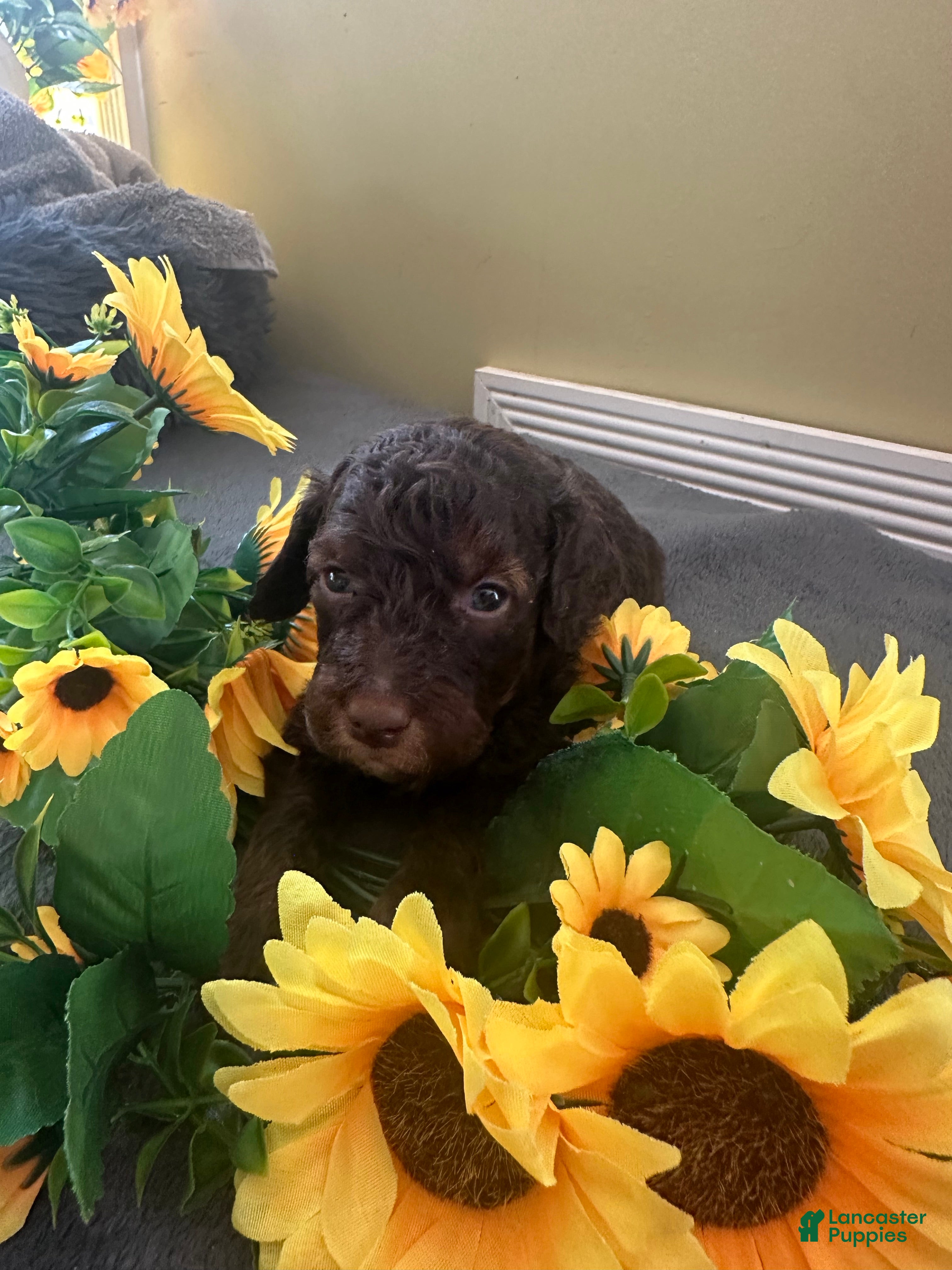 Mini Goldendoodle dogs F1bb mini goldendoodles - Ad 1