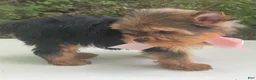 Biewer Terrier dogs for sale: Inka - Ad 5