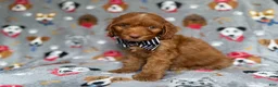 Cockapoo dogs for sale: Milo - Ad 4