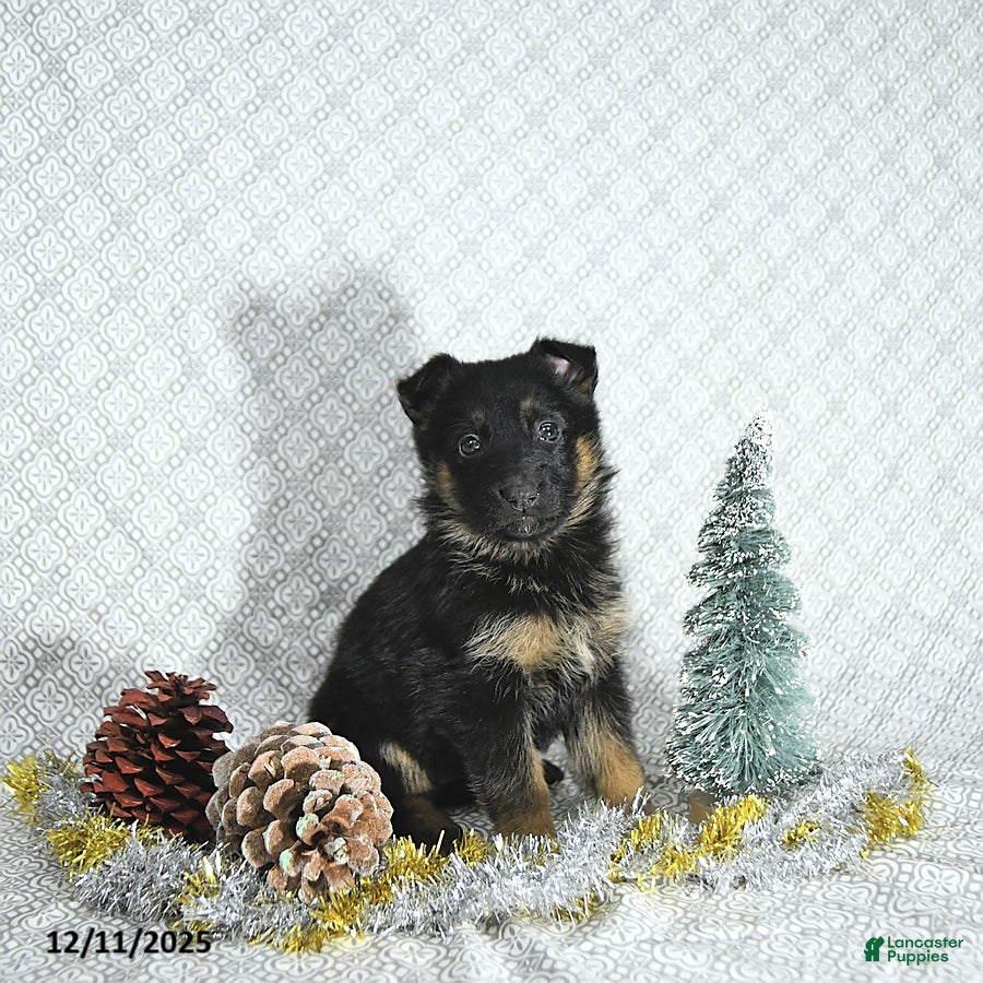 German Shepherd dogs Bailey - Ad 39