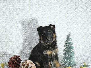 German Shepherd dogs Bailey - Ad 33