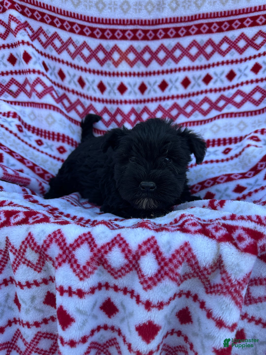 Miniature Schnauzer dogs for sale: Miniature Schnauzer Puppy 1- Rocky - Ad 3