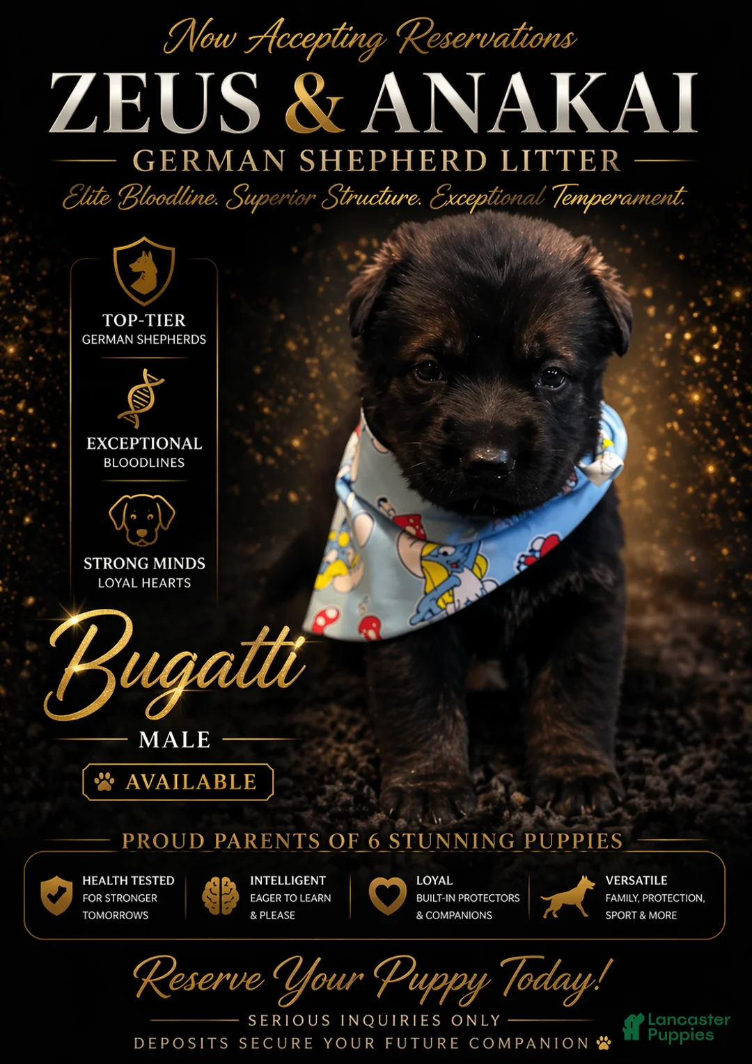 German Shepherd dogs for sale: Bugatti - Ad 1