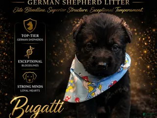 German Shepherd dogs Bugatti - Ad 26