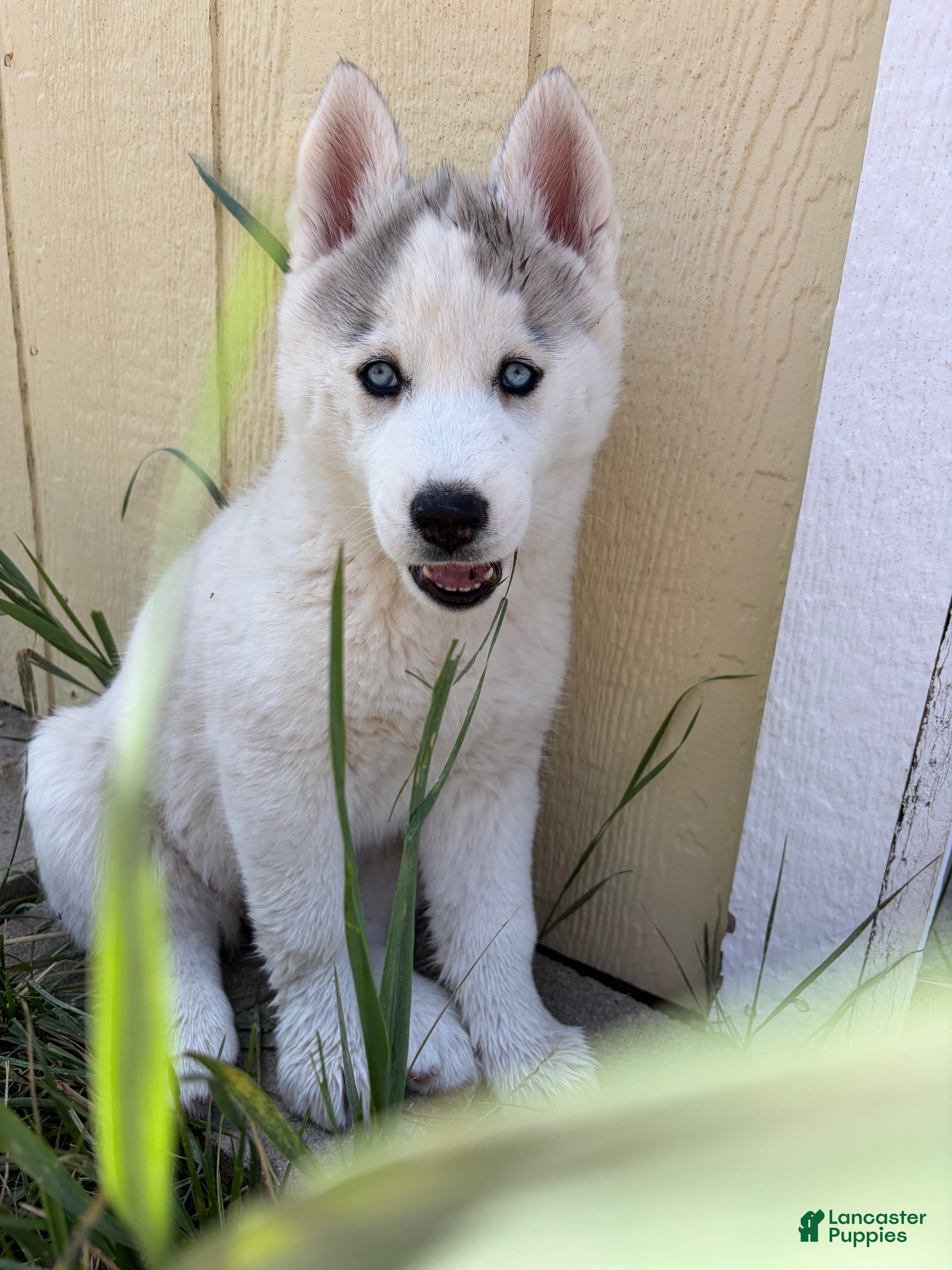 Siberian Husky dogs  Valkiera - Ad 2