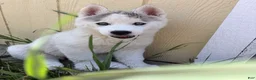 Siberian Husky dogs for sale:  Valkiera - Ad 4
