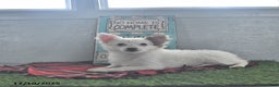 Chihuahua dogs for sale: Beau - Ad 3