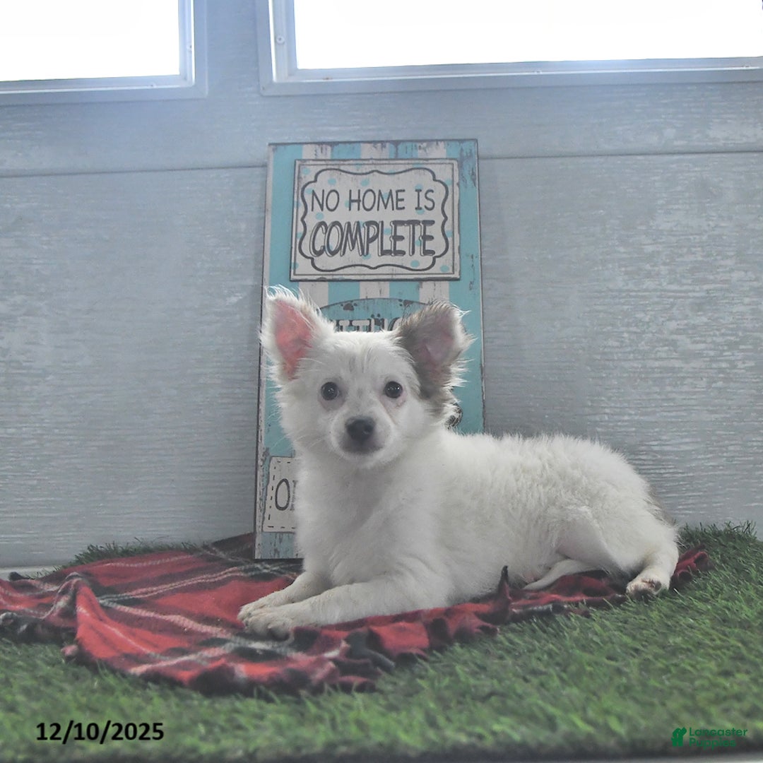 Chihuahua dogs for sale: Beau - Ad 3