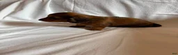 Miniature Dachshund dogs for sale: Dahmer - Ad 8