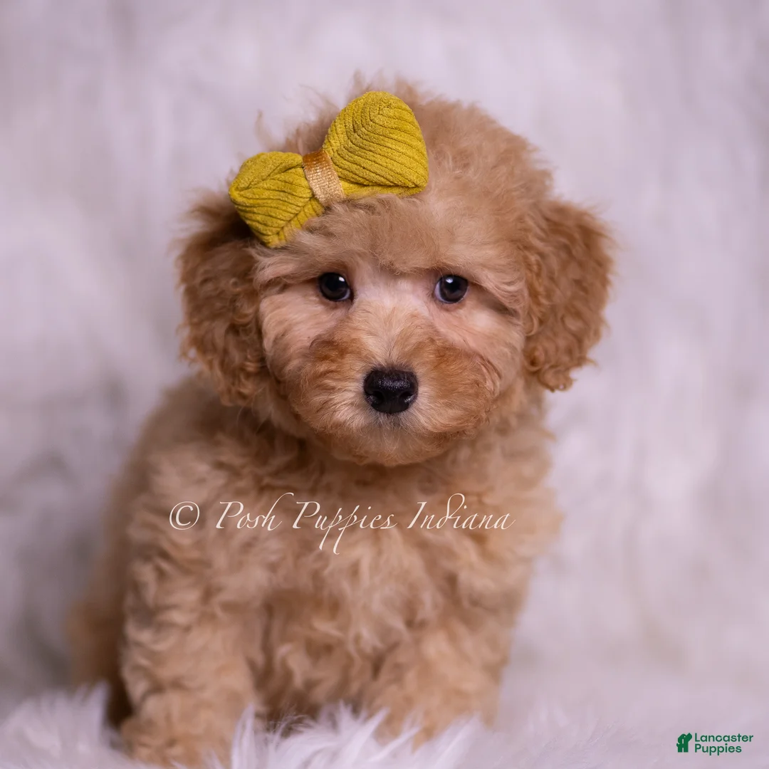 Miniature Poodle dogs for sale: Almond - Ad 7