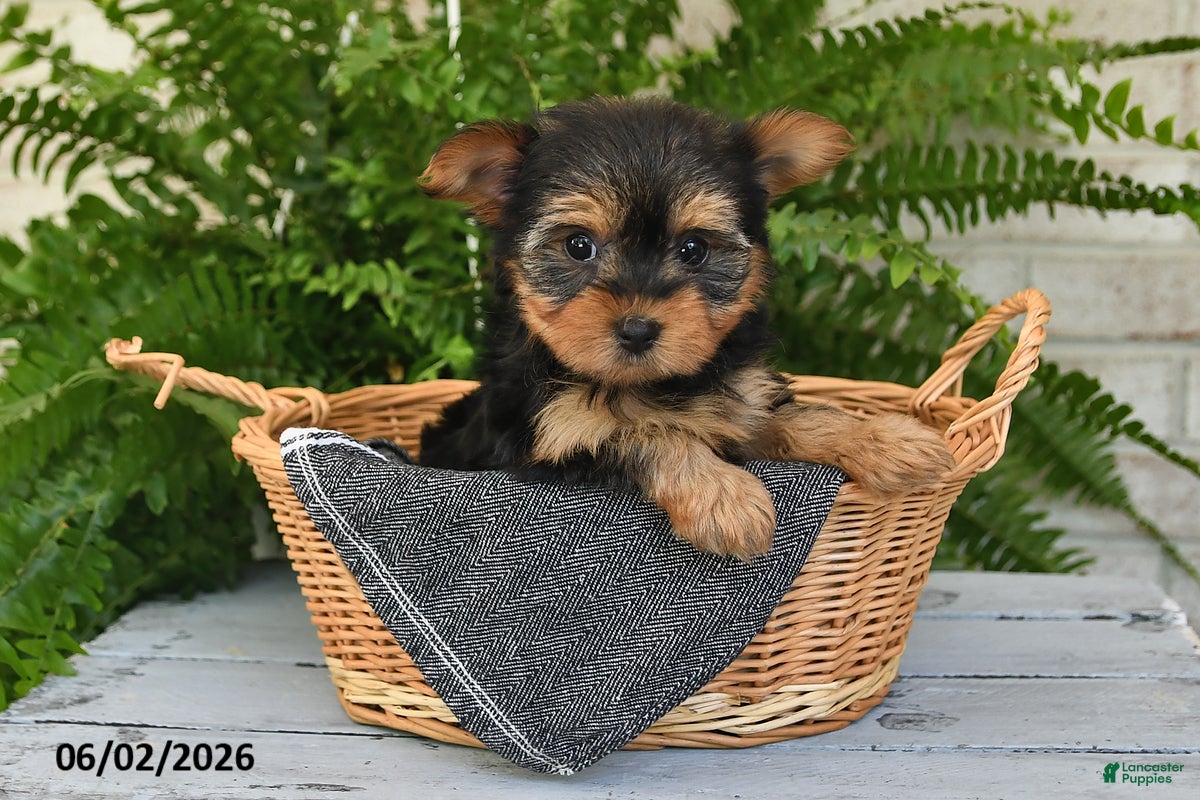 Yorkshire Terrier dogs for sale: Waffles - Ad 5