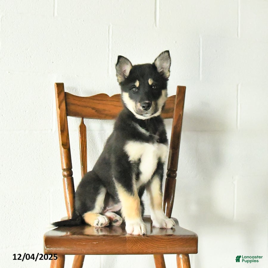 Mixed Breed dogs Oakley - Ad 11