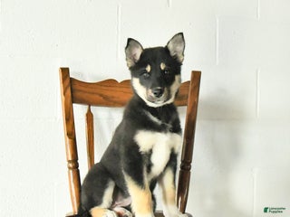 Mixed Breed dogs Oakley - Ad 10