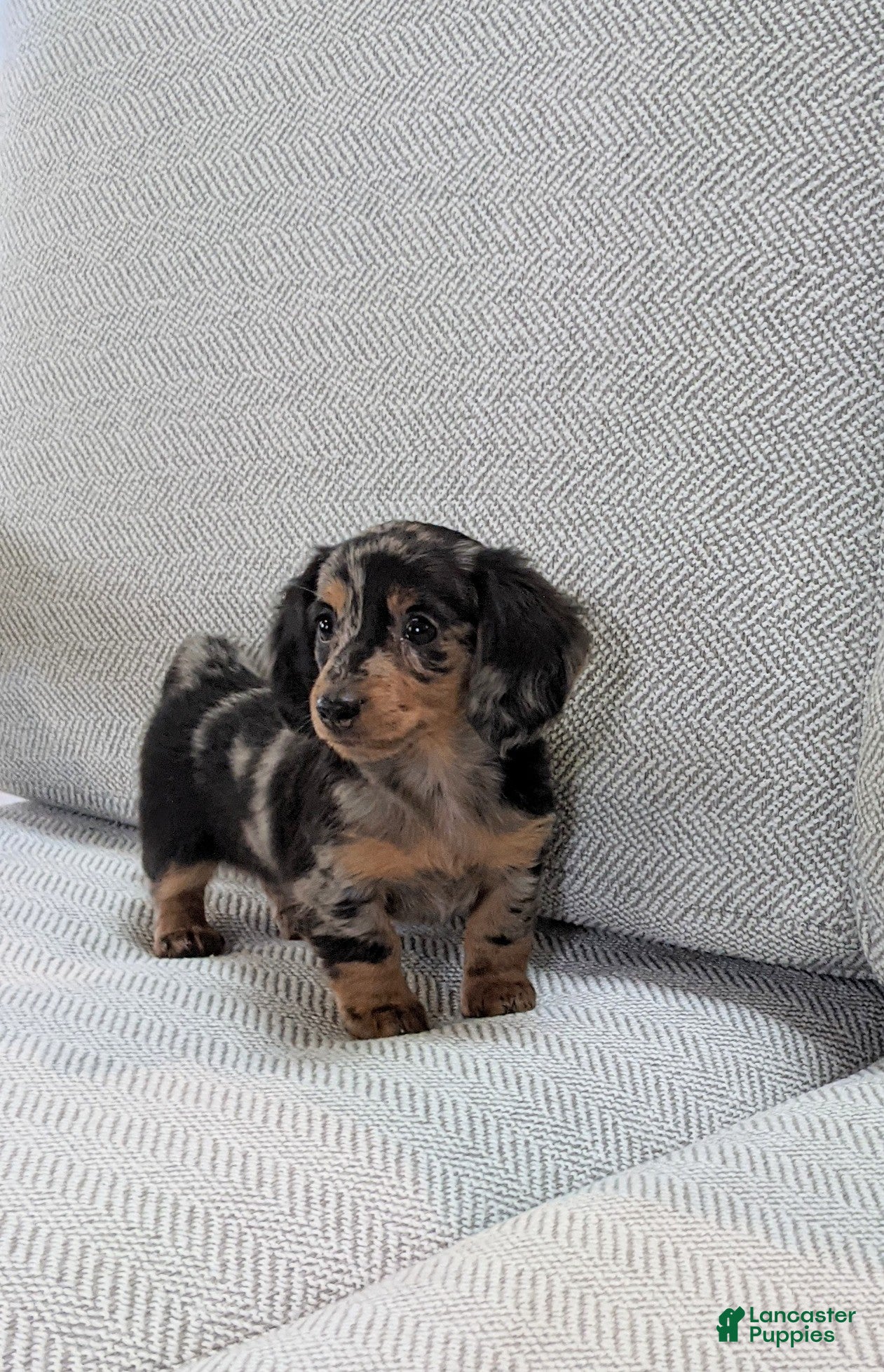 Miniature Dachshund dogs Jasmine  - Ad 1