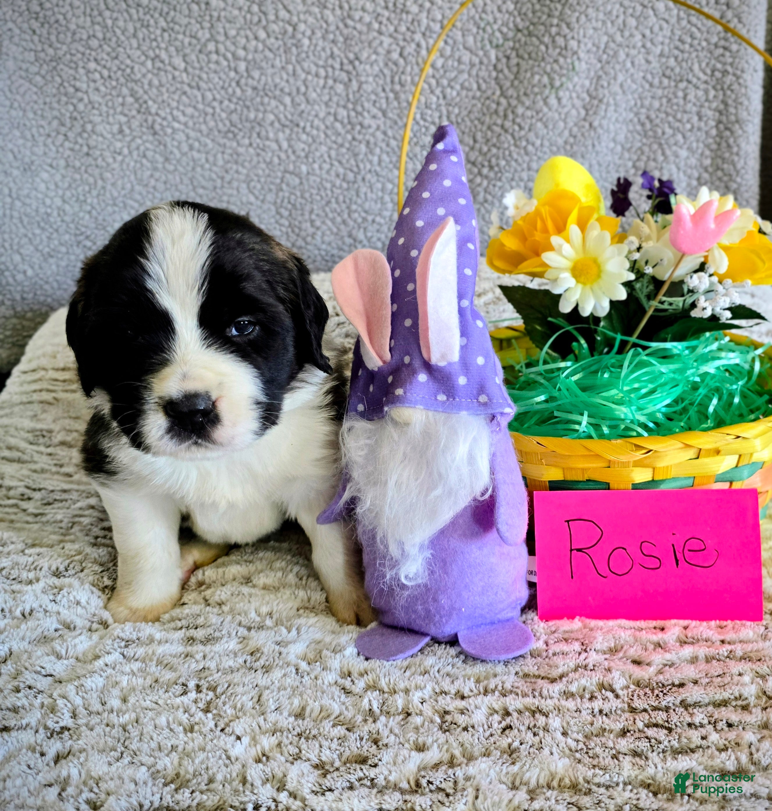 Saint Bernard dogs Red Female - Ad 31