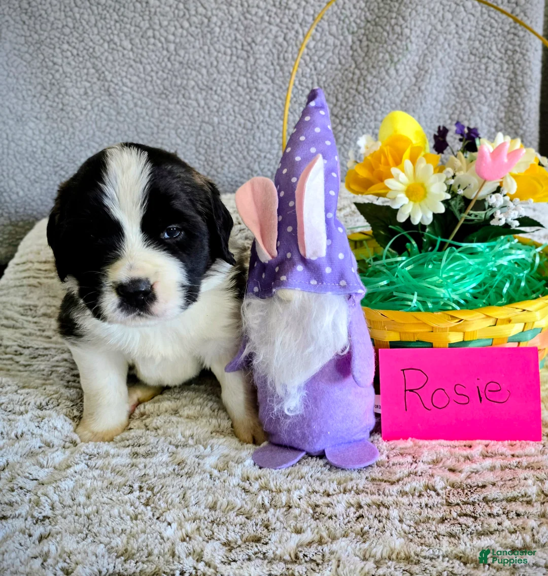 Saint Bernard dogs for sale: Red Female - Ad 1