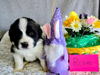 Saint Bernard dogs Red Female - Ad 31