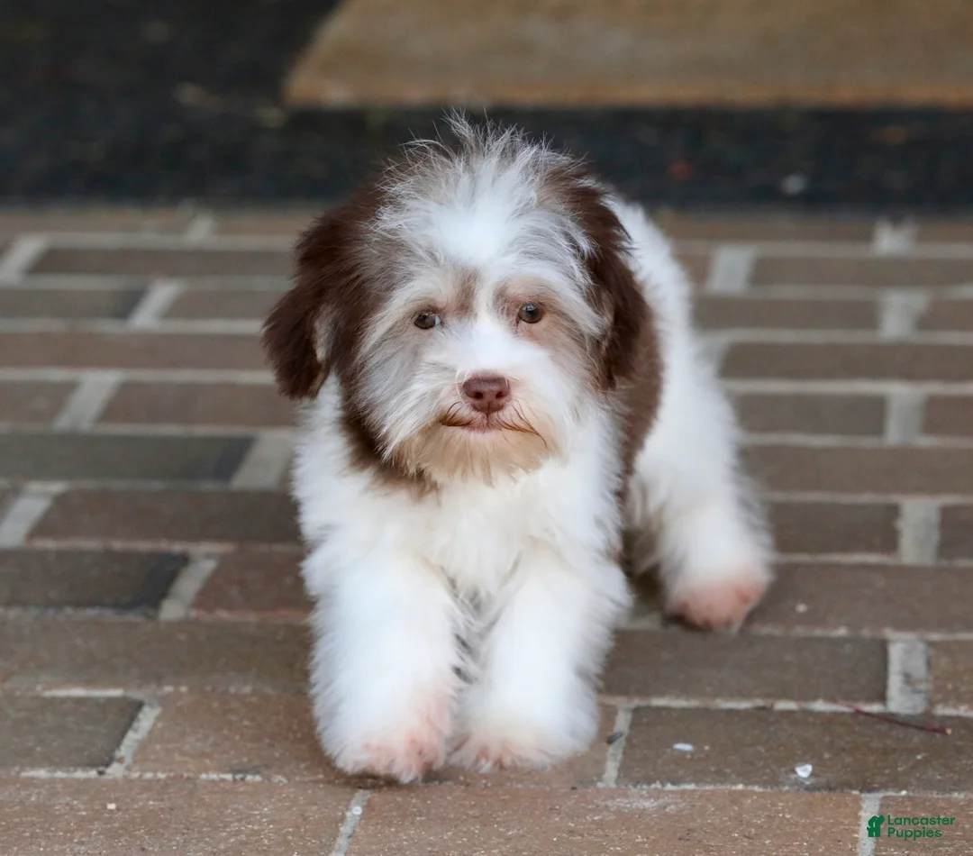 Havanese dogs for sale: Hope - Ad 24