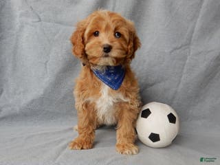 Cockapoo dogs Rylan - Ad 16