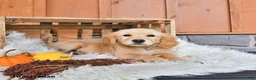 Golden Retriever dogs for sale: Sadie - Ad 3