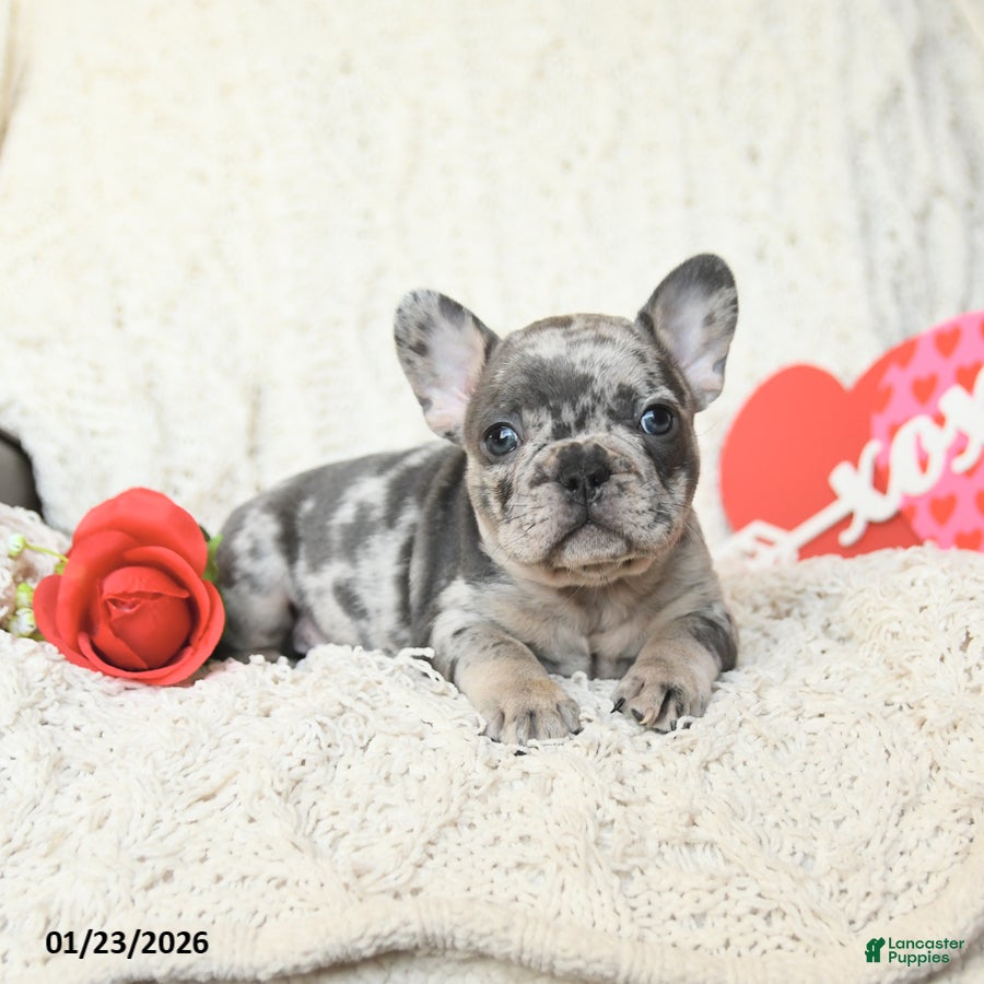 French Bulldog dogs Barkley - Ad 2