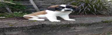 Ace