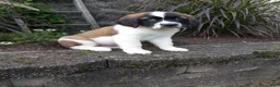 Saint Bernard dogs for sale: Ace - Ad 1