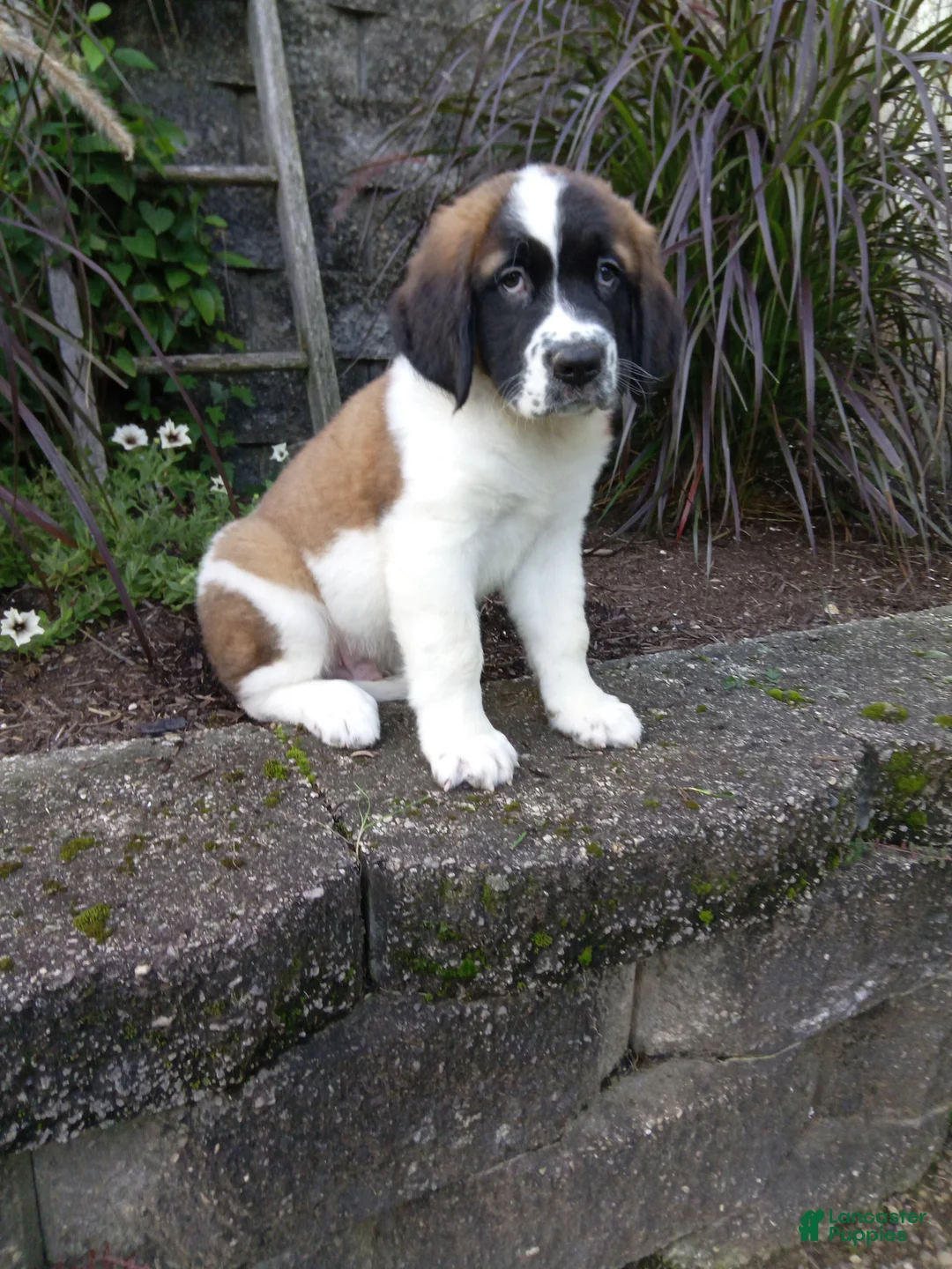 Saint Bernard dogs for sale: Ace - Ad 1