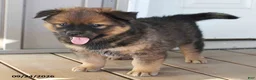 Mixed Breed dogs for sale: Cecil - Ad 2