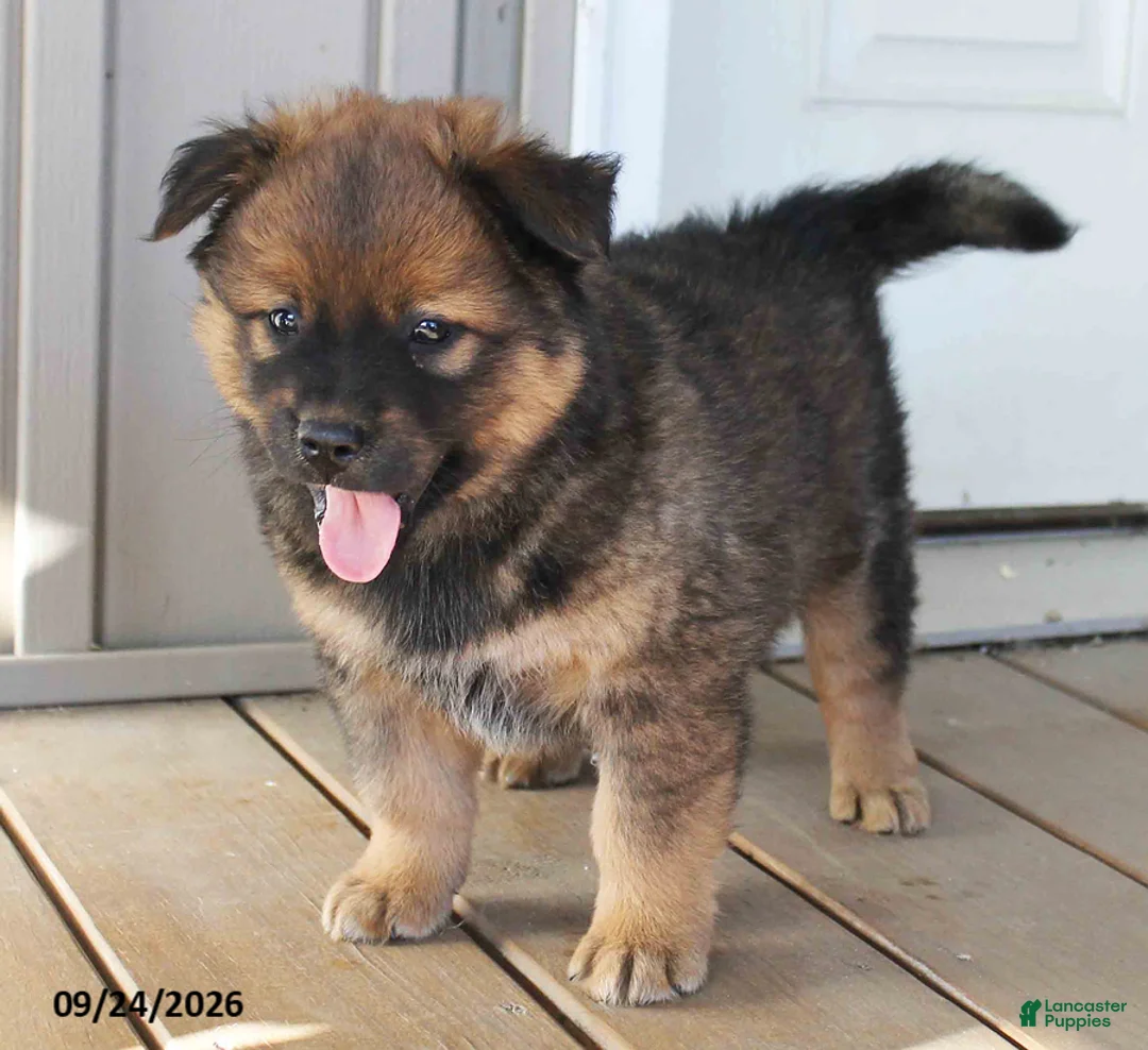 Mixed Breed dogs for sale: Cecil - Ad 2