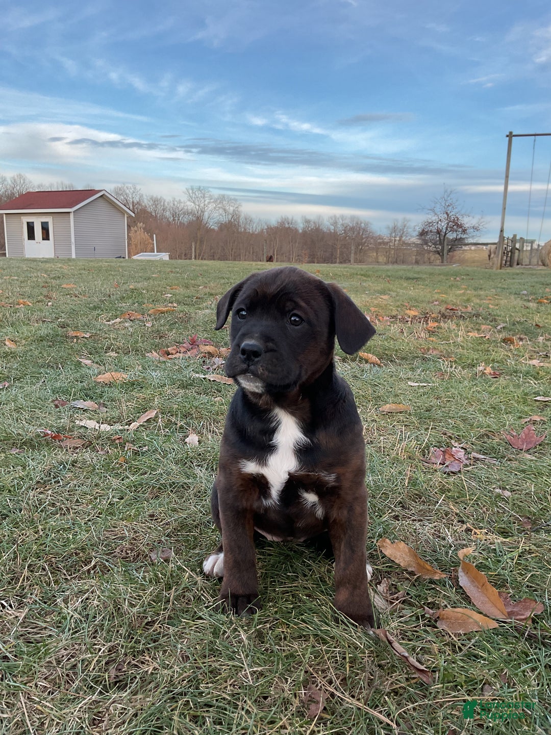 Mixed Breed dogs for sale: Nala - Ad 6