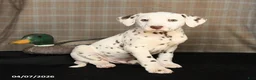 Dalmatian dogs for sale: Dynamite - Ad 3