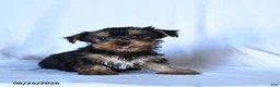 Yorkshire Terrier dogs for sale: Barklee - Ad 2