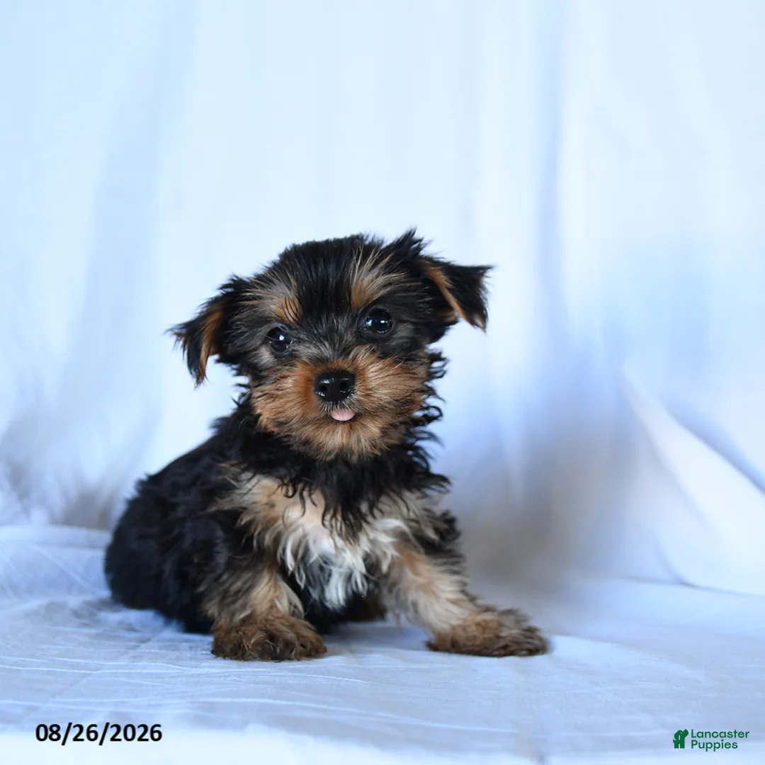 Yorkshire Terrier dogs for sale: Barklee - Ad 2