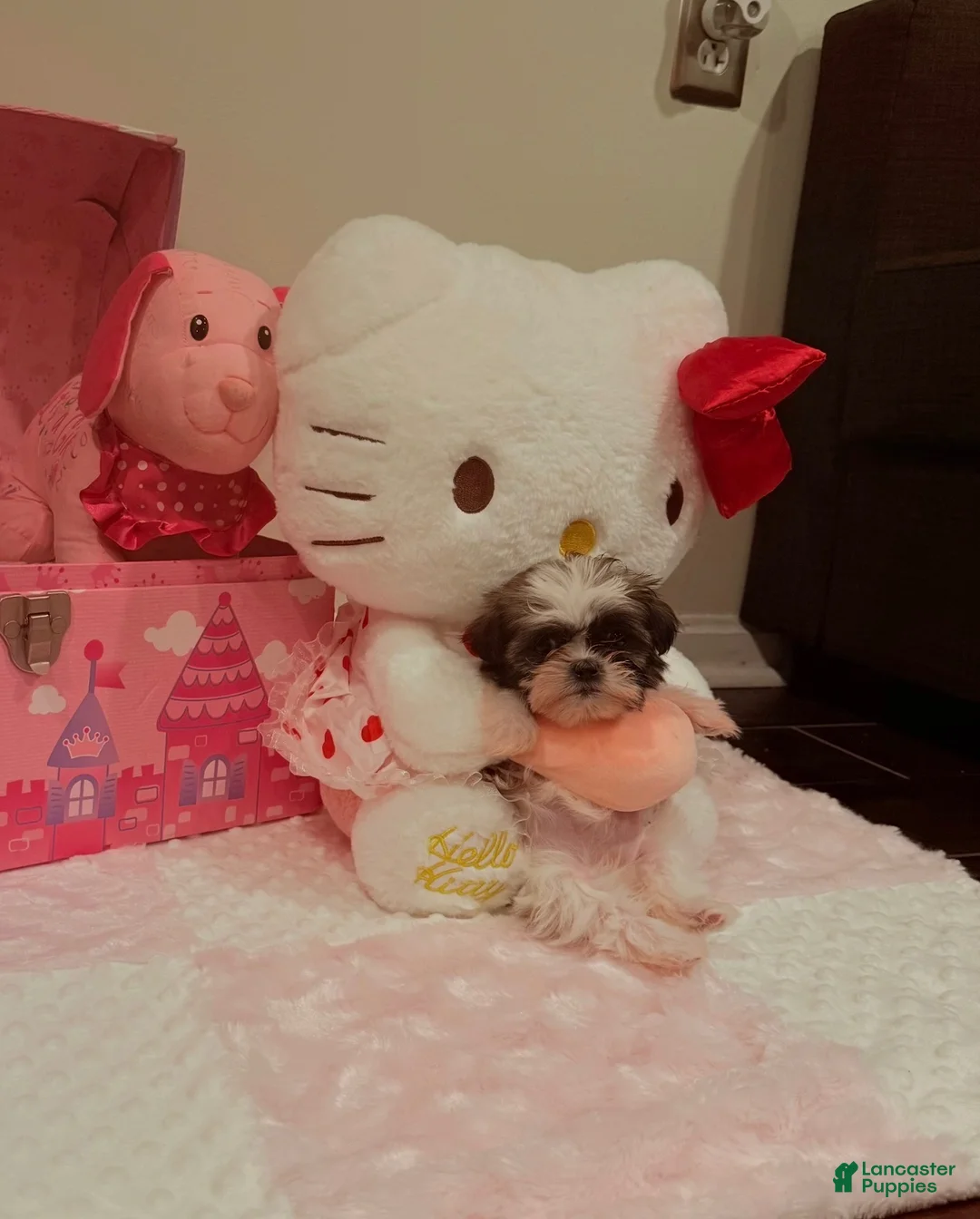 Shih Tzu dogs for sale: Shih Tzu Puppy 1 - Ad 1