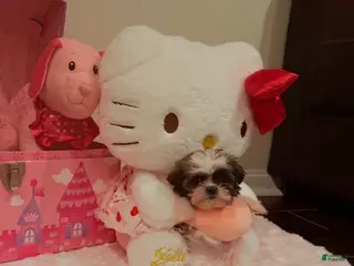 Shih Tzu dogs Shih Tzu Puppy 1 - Ad 25