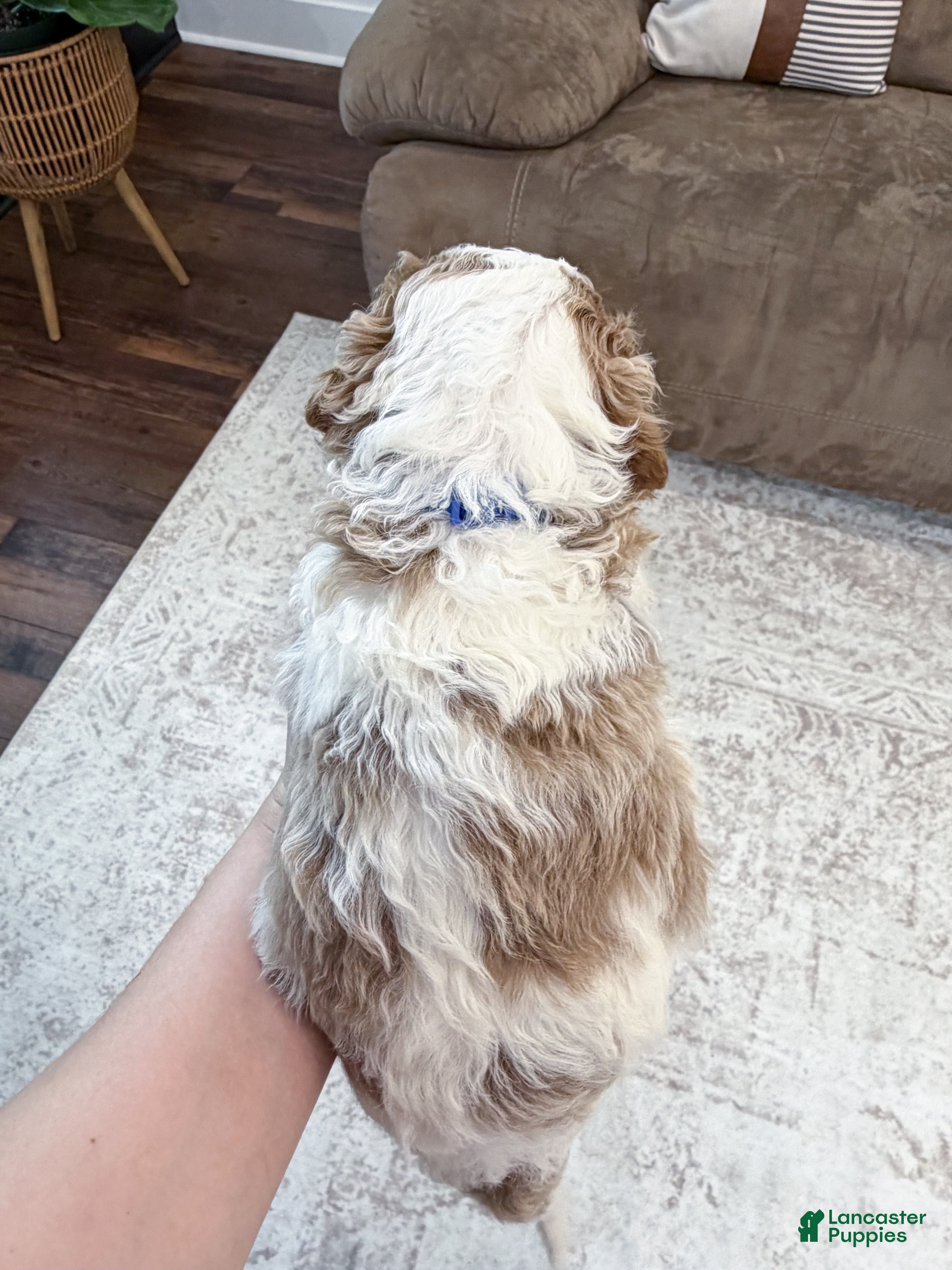 Goldendoodle dogs Nash - Ad 2