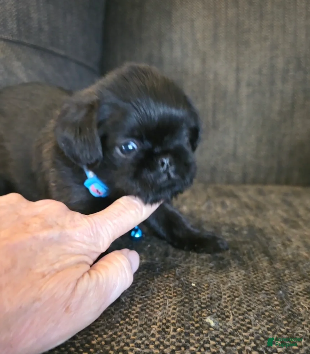 Brussels Griffon dogs for sale: Brussels Griffon Puppy 2 - Ad 1