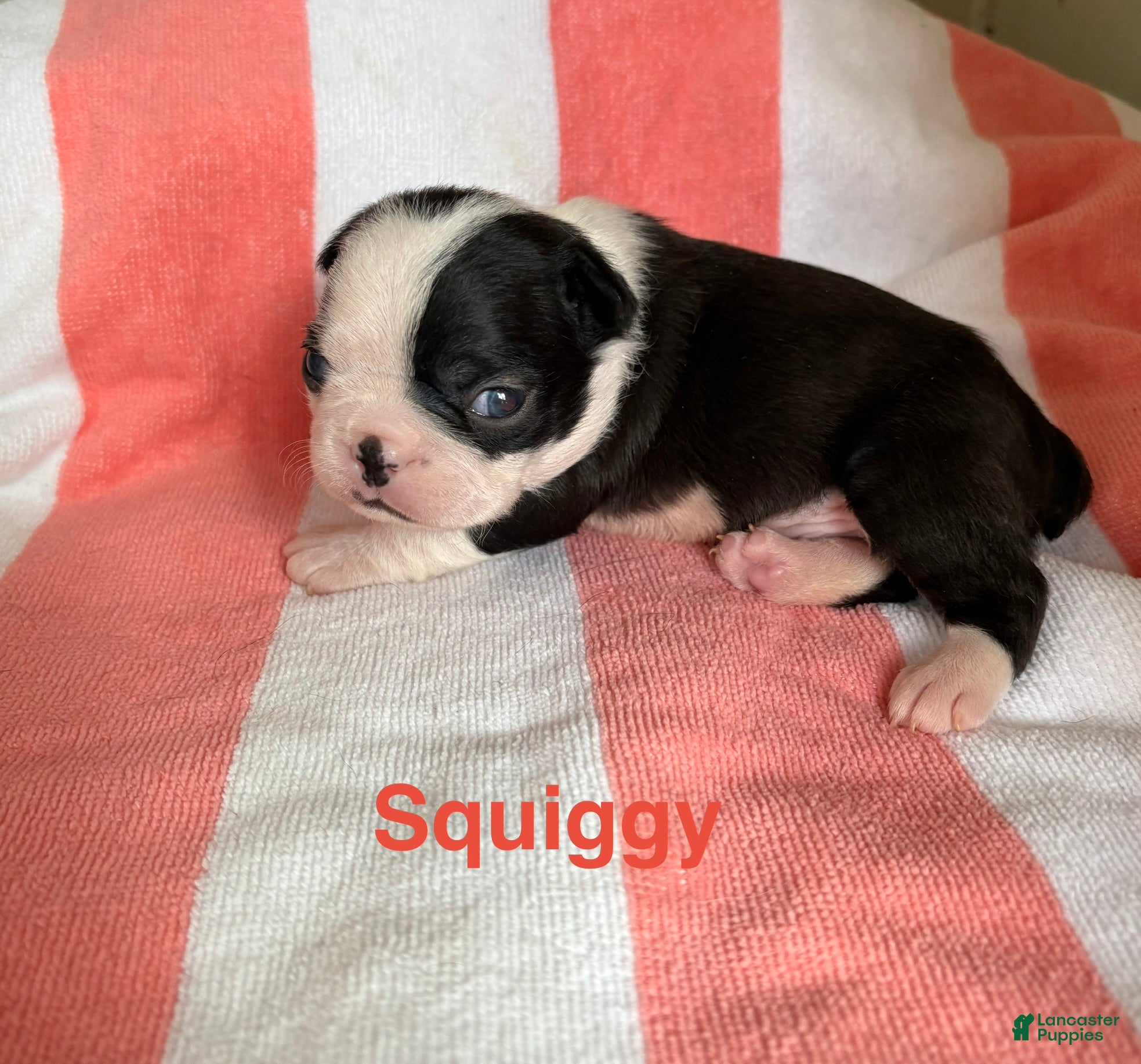 Boston Terrier dogs Boston Terrier 2 - Ad 2