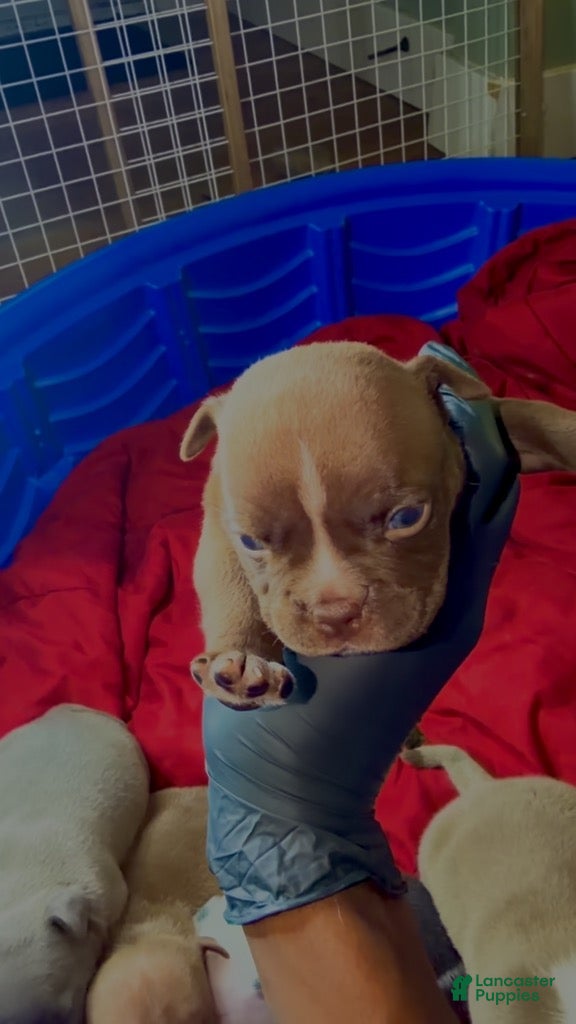 American Bully dogs Chocolate coloring Boy - Ad 1