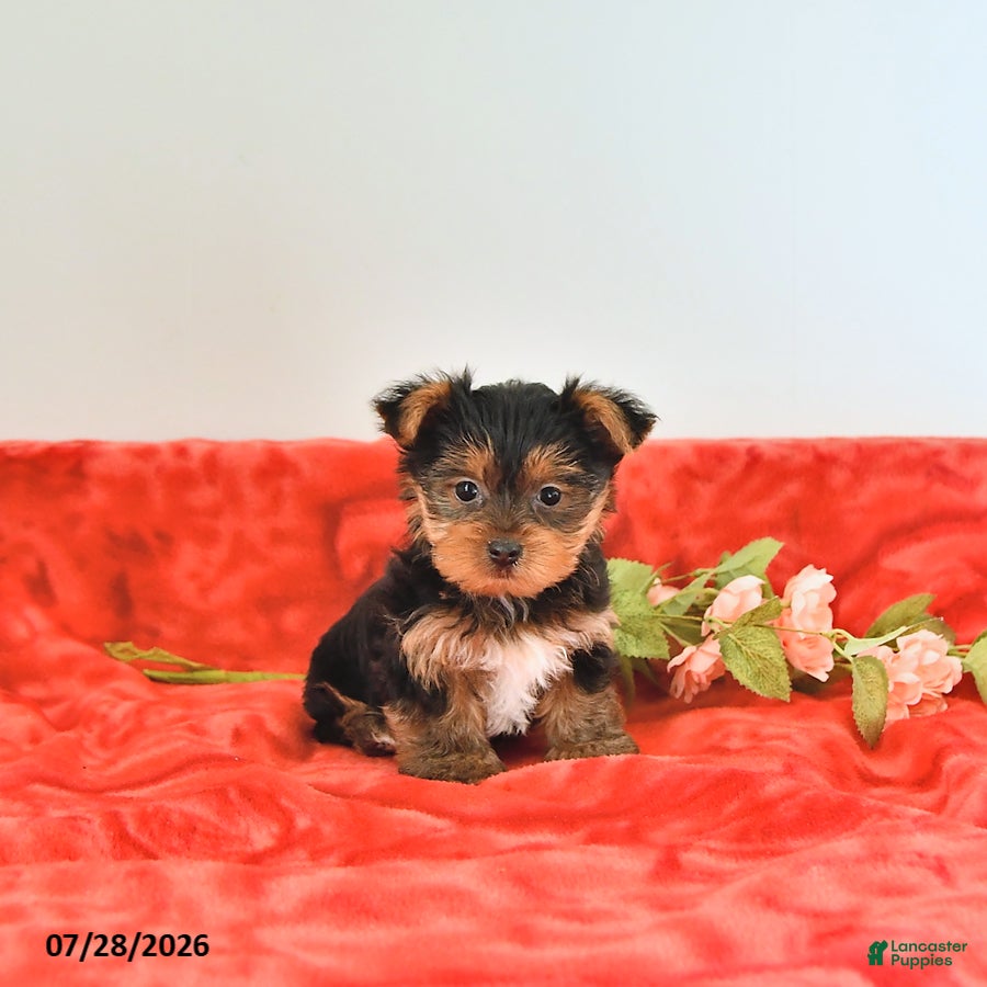 Yorkshire Terrier dogs Teddy   EXTRA SMALL - Ad 1