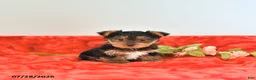 Yorkshire Terrier dogs for sale: Teddy   EXTRA SMALL - Ad 1